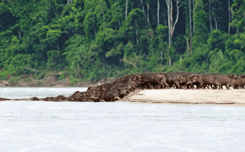 The Amazon Tour in Peru 6 days