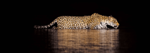 The Best Tambopata National Reserve