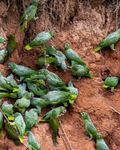 Cachuela Parrot Clay Lick: An Explosion in the Peruvian Amazon