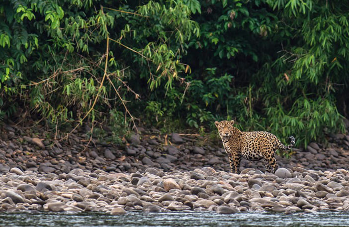 reserva tambopata - peruvian amazonas