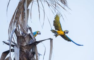 Parque Nacional Bahuaja Sonene