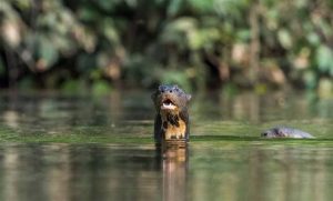 adventure amazon